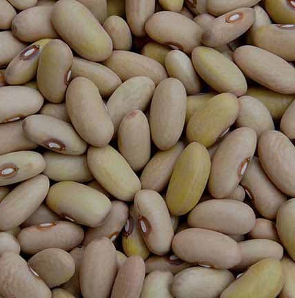 لوبیا کشاورزی